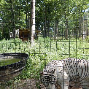7/13/2016 - White Tiger Habitat
