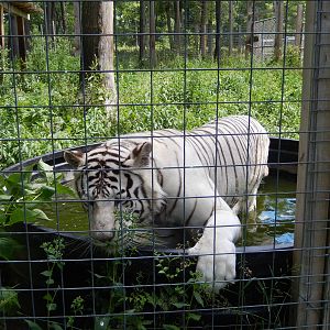 7/13/2016 - White Tiger