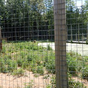 7/13/2016 - Indochinese Tiger Habitat