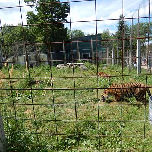 7/13/2016 - Tiger Habitat