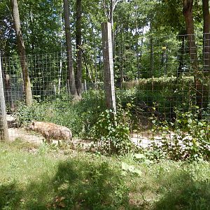 7/13/2016 - Spotted Hyena Habitat #1