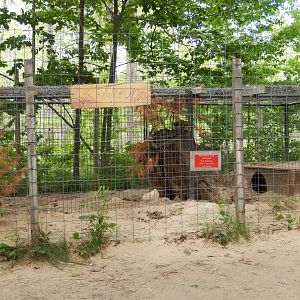 7/13/2016 - Black-Backed Jackal Cage