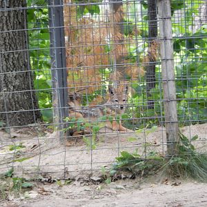 7/13/2016 - Black-Backed Jackal