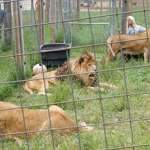 7/13/2016 - Barbary Lions