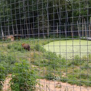 7/13/2016 - Indochinese Tiger Habitat