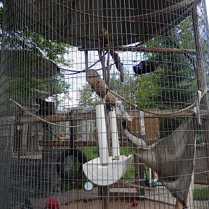 7/13/2016 - Spider Monkey Corn Crib Cage