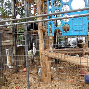 7/13/2016 - Olive Baboon Cage #1