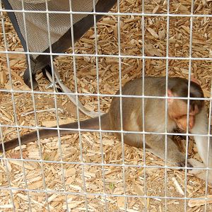 7/13/2016 - Bonnet Macaque