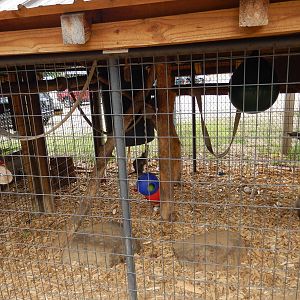 7/13/2016 - Bonnet Macaque Cage