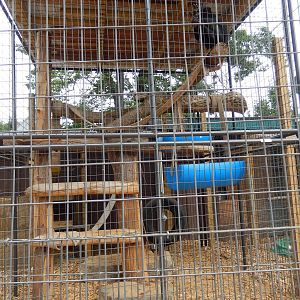 7/13/2016 - Celebes Crested Macaque Cage