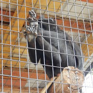 7/13/2016 - Celebes Crested Macaque