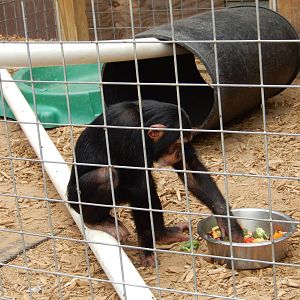 7/13/2016 - Louie the Chimpanzee