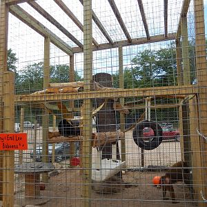 7/13/2016 - Olive Baboon Cage #2