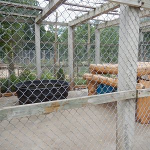 7/13/2016 - American Black Bear Cage