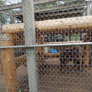 7/13/2016 - Eurasian Brown Bear Cage