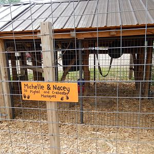 7/13/2016 - Pigtail Macaque/Crabeater Macaque Cage