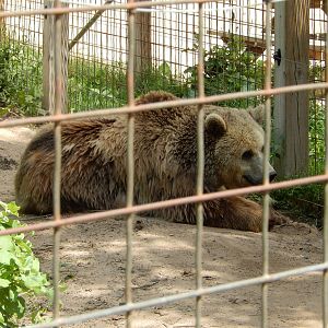 7/13/2016 - Eurasian Brown Bear