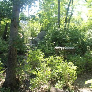 Jul. 2016 - Indonesian Rain Forest - Sumatran Tiger Exhibit