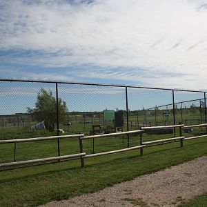 African Lion Exhibit