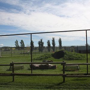 Amur Tiger Exhibit (with an 11-foot fence?)