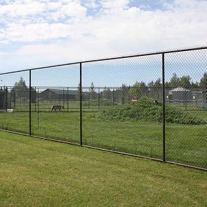 Amur Tiger Exhibit (with an 11-foot fence?)