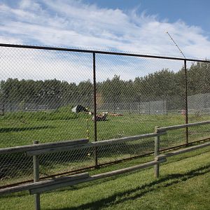 American Black Bear Exhibit #1