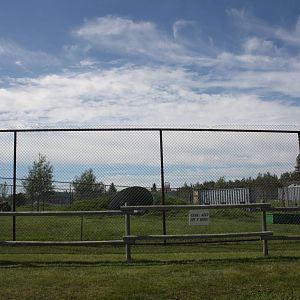 American Black Bear Exhibit #2