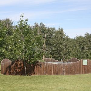 North American Porcupine Exhibit