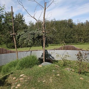 North American Porcupine Exhibit