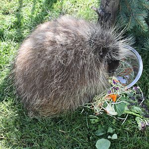 North American Porcupine