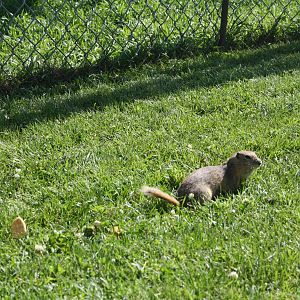 Ground Squirrel (they were everywhere!)
