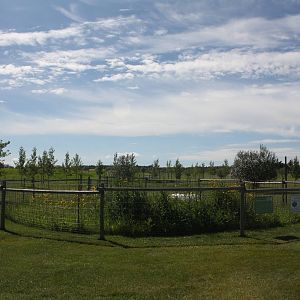 American Alligator Exhibit