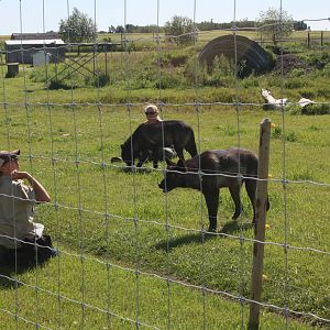 Grey Wolf Exhibit #1 (feeding presentation)