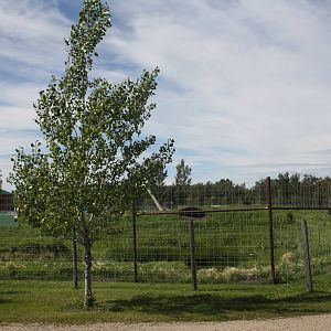 American Black Bear Exhibit #3