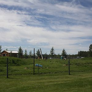 American Black Bear Exhibit #3