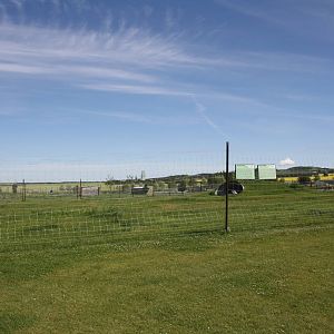 Bald Eagle/Mule Deer Exhibit