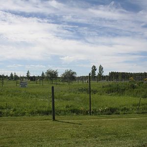 Kodiak Bear Exhibit #2