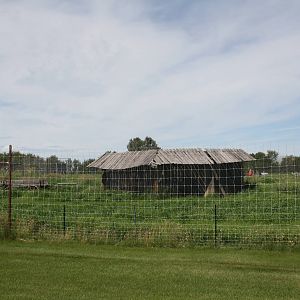 Grey Wolf Exhibit #2