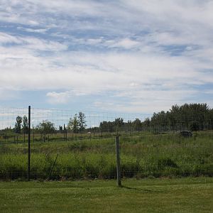 American Black Bear Exhibit #4