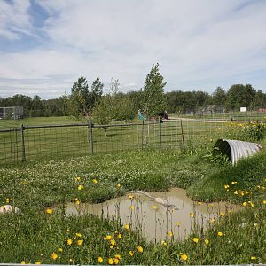 American Alligator Exhibit