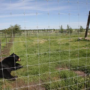 American Black Bear Exhibit #3