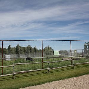 American Black Bear Exhibit #5