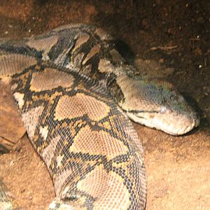 Reticulated python