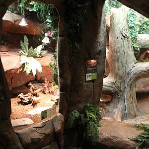 Enclosure Reticulated python