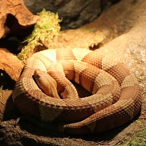 Copperhead