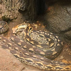 Madagascar ground boas