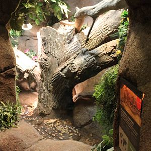 Enclosure Madagascar ground boa