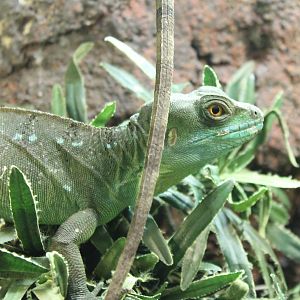 Green basilisk
