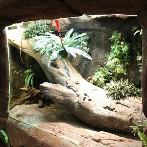 Enclosure Green basilisk