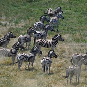 Plains Zebras